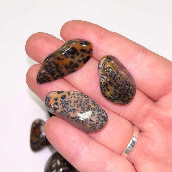 Cheetah Agate TS