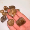 Aragonite Ts