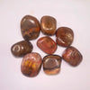 Petrified Wood TS