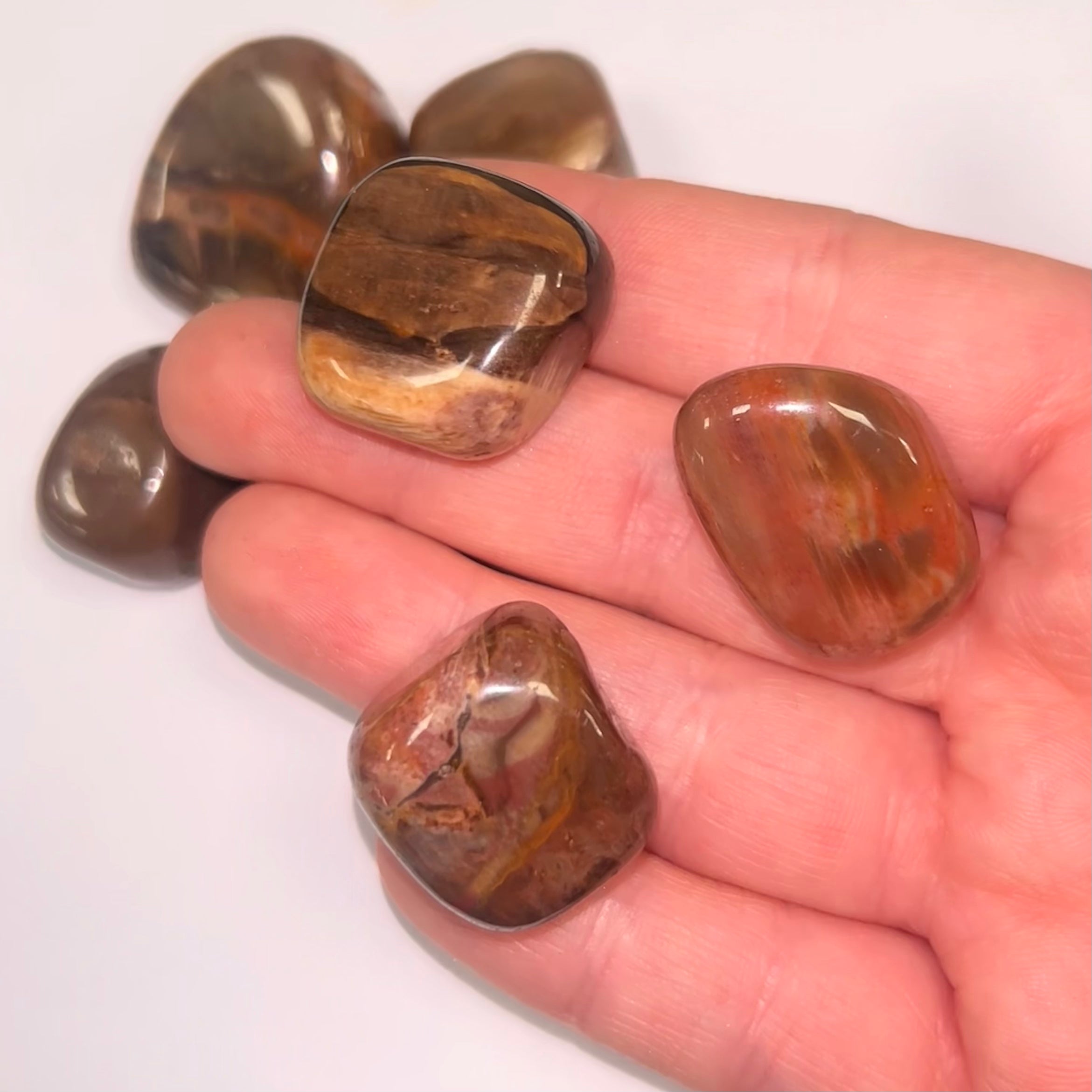 Petrified Wood TS