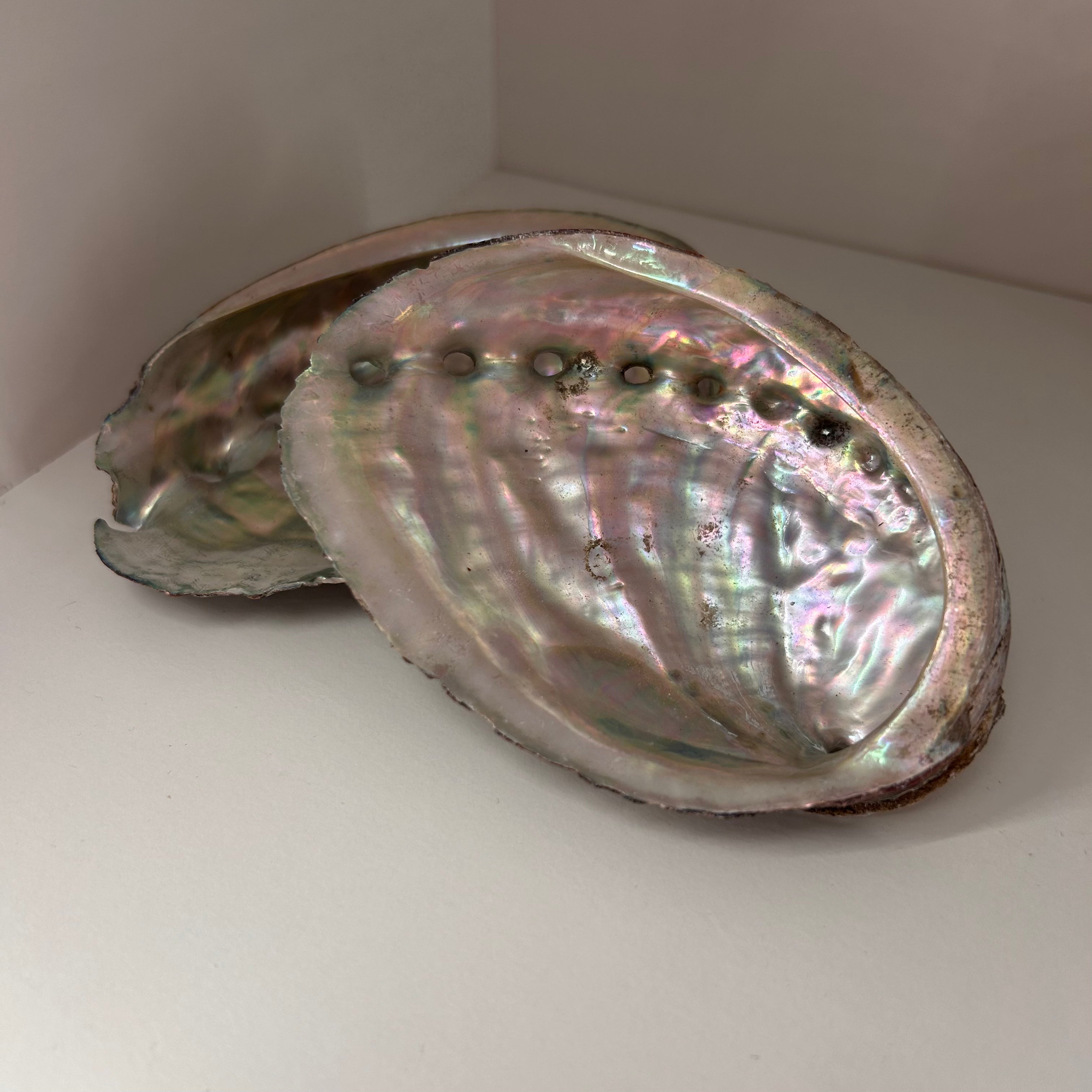 Abalone Shell