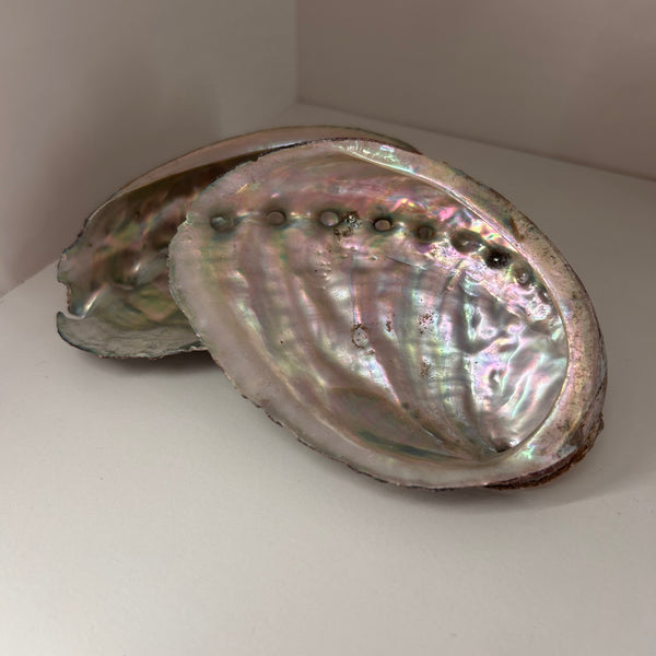 Abalone Shell