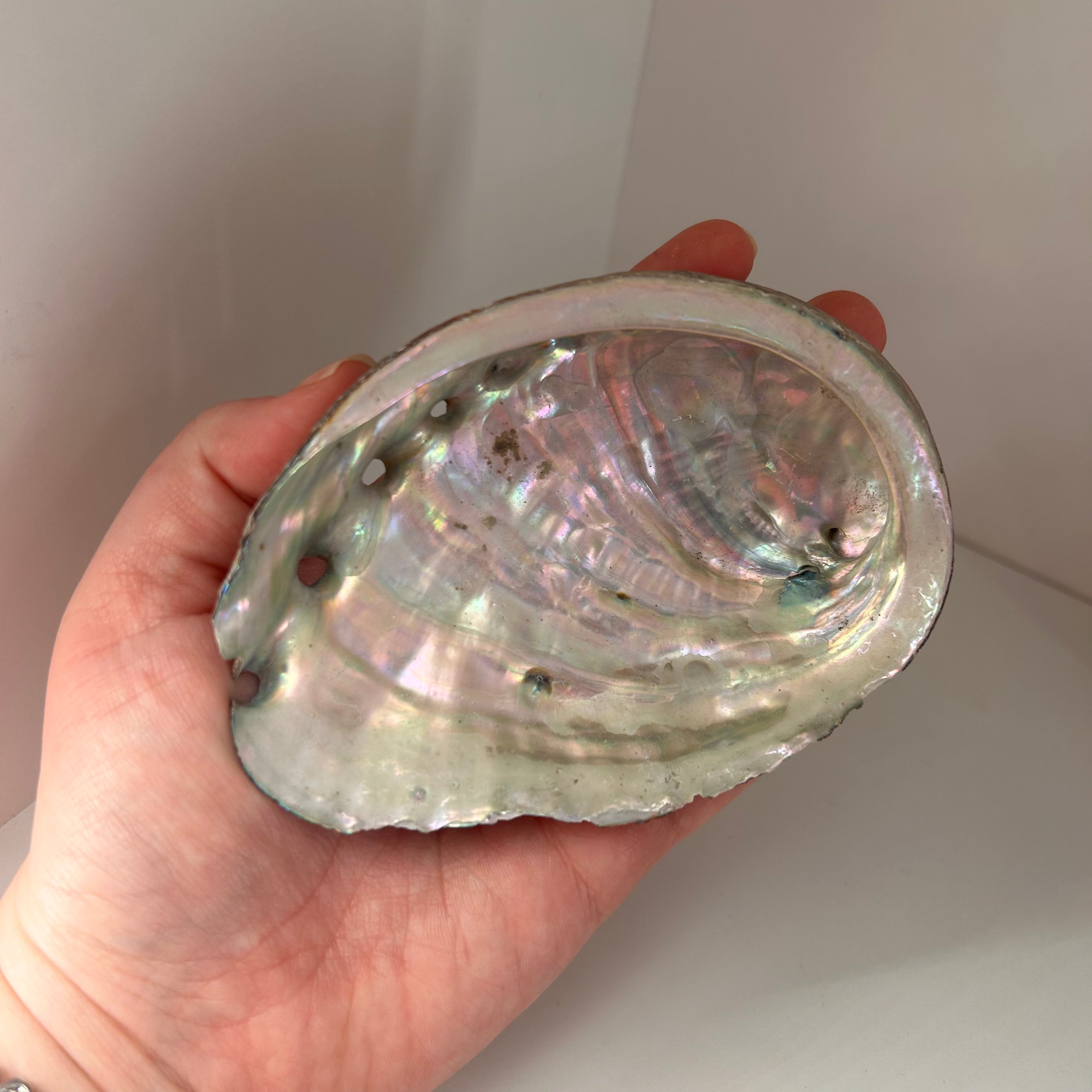 Abalone Shell