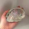 Abalone Shell