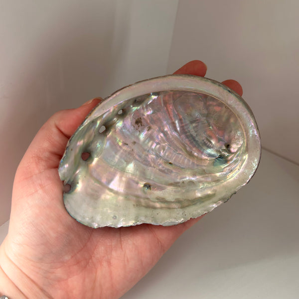 Abalone Shell
