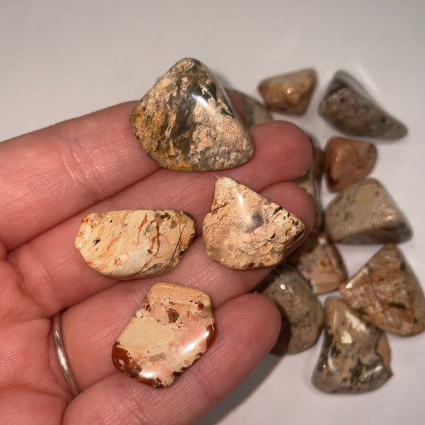 White Brecciated Jasper TS