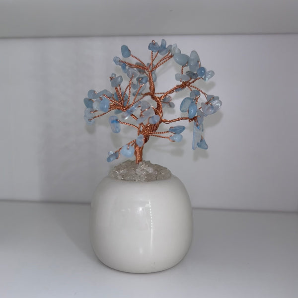 Aquamarine Chip Tree In Pot