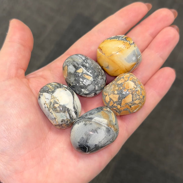 Maligano Jasper TS