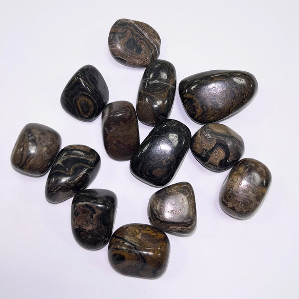 Stromatolite TS