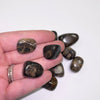 Stromatolite TS