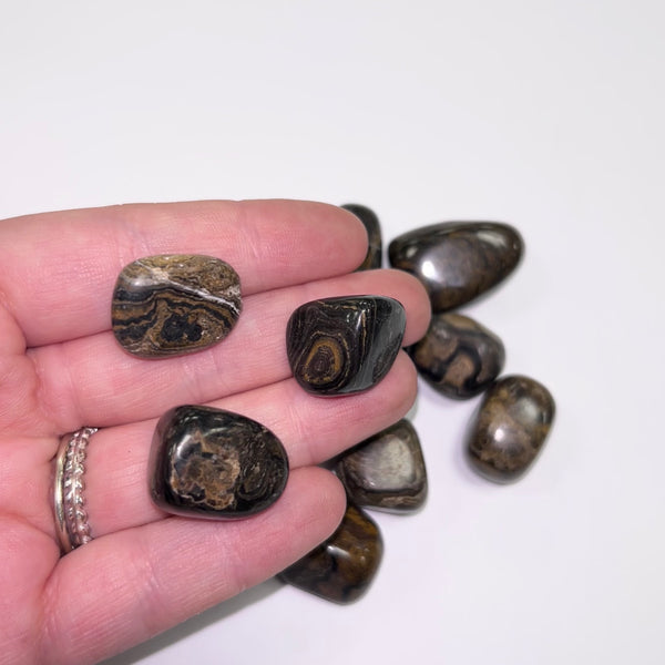Stromatolite TS