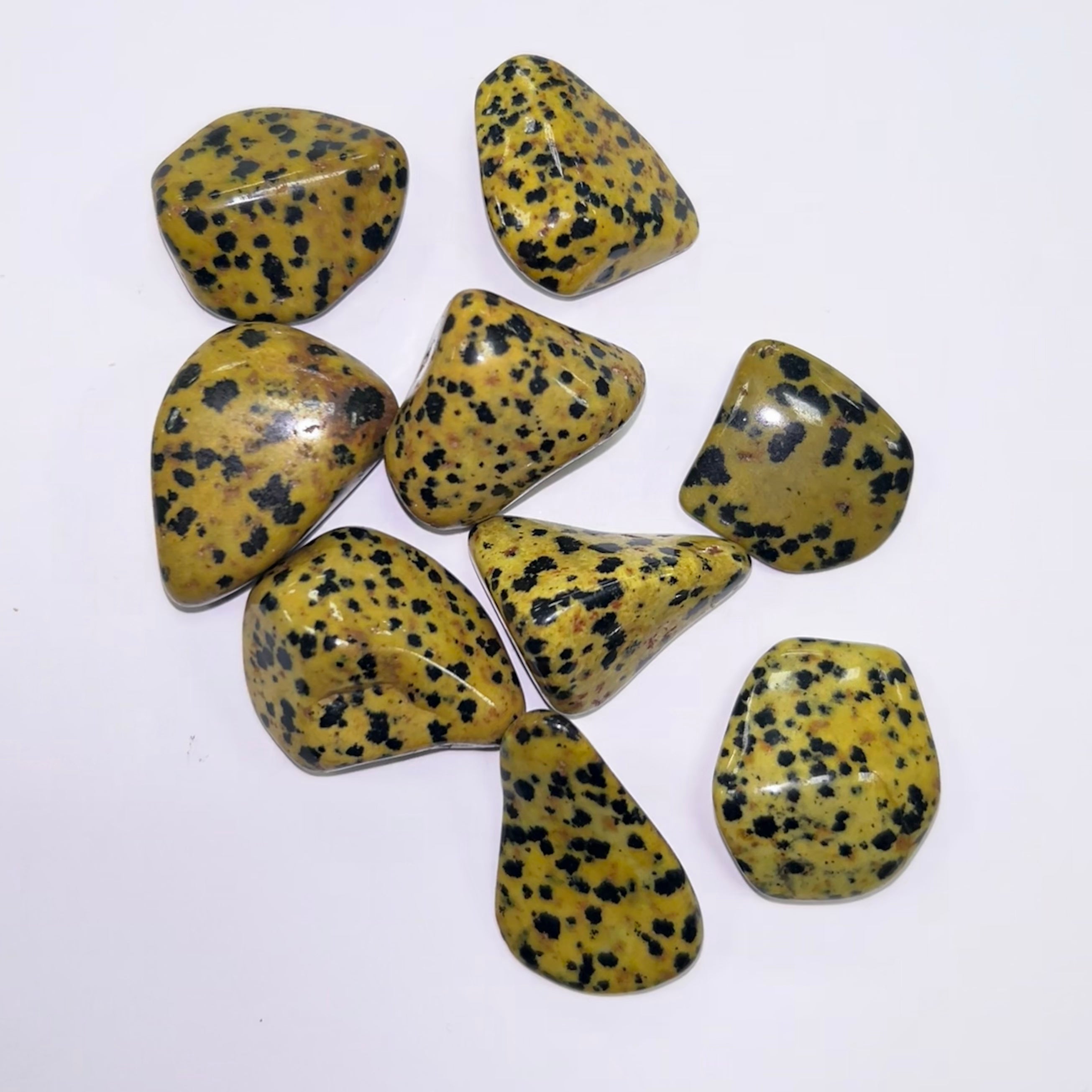 Jasper Yellow Dalmation TS
