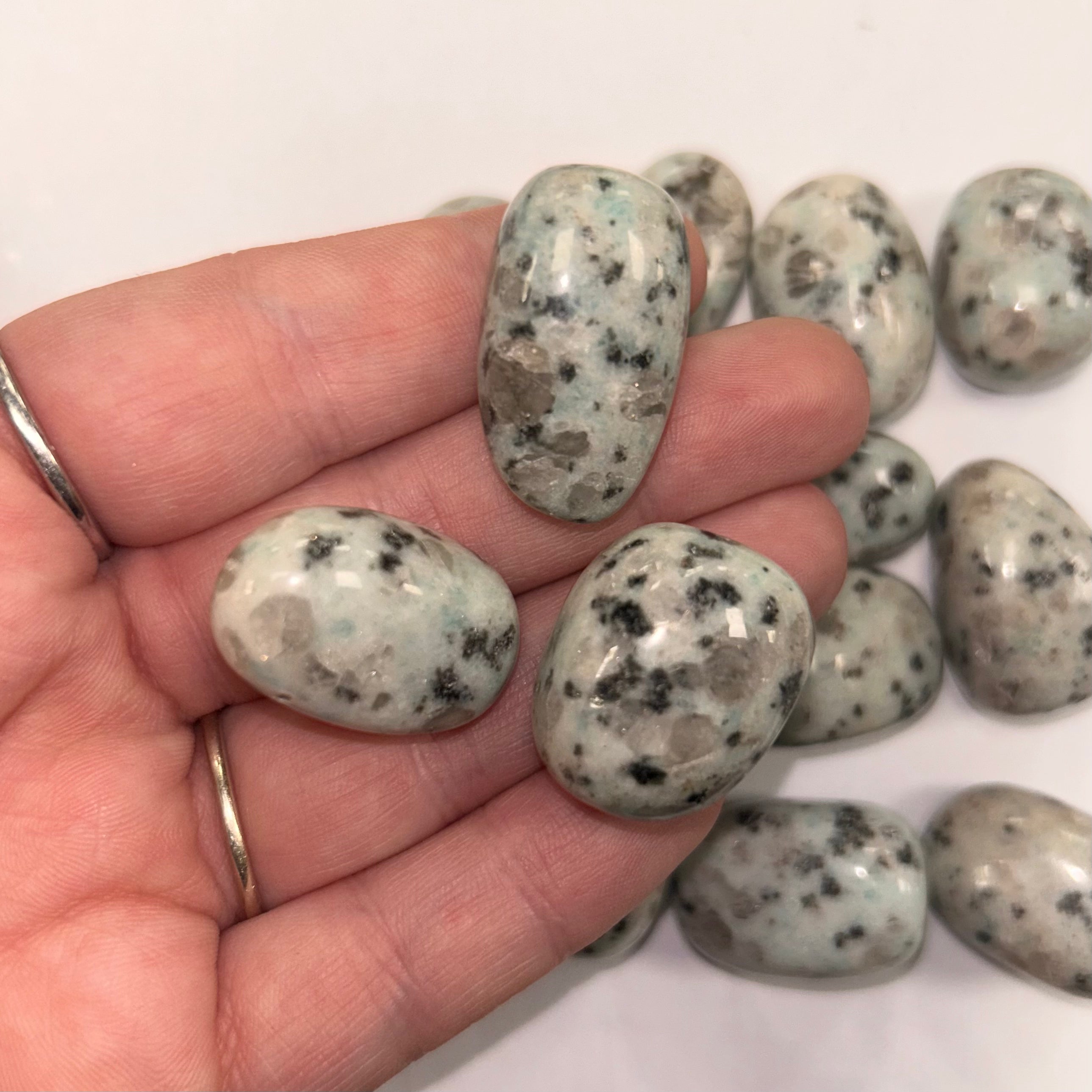 Kiwi Jasper TS