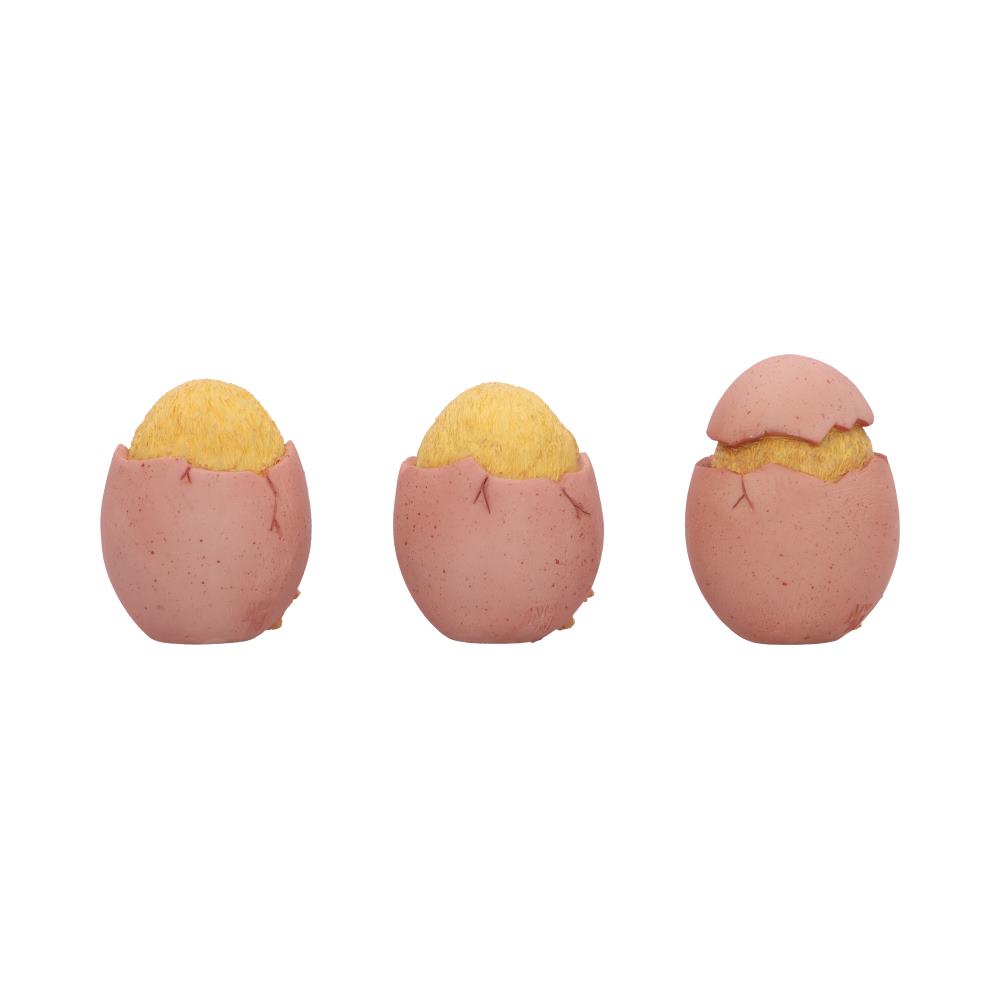 Three Wise Chicks