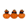 Three Wise Pumpkin Patch