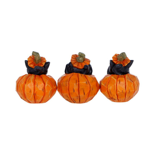 Three Wise Pumpkin Patch