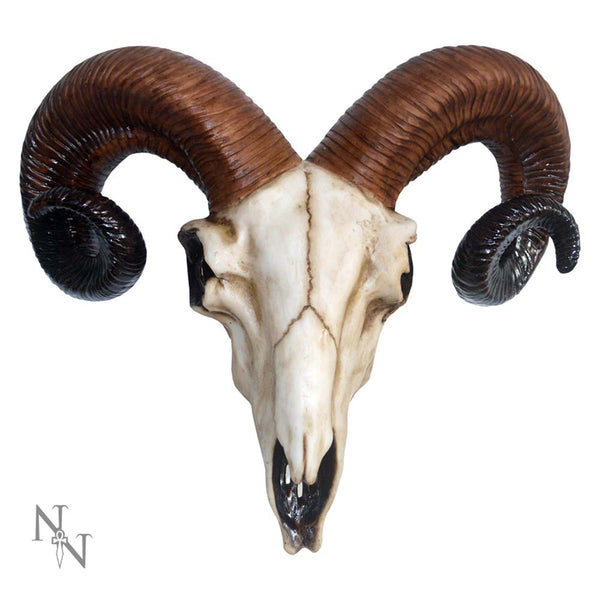 Rams Skull