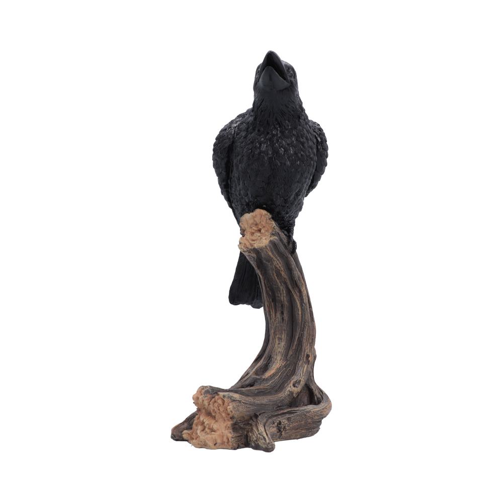 Ravens Caw