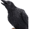 Ravens Caw