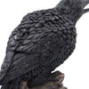 Ravens Caw