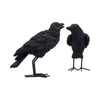 Watchful Pair