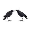 Watchful Pair