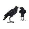 Watchful Pair