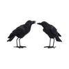 Watchful Pair