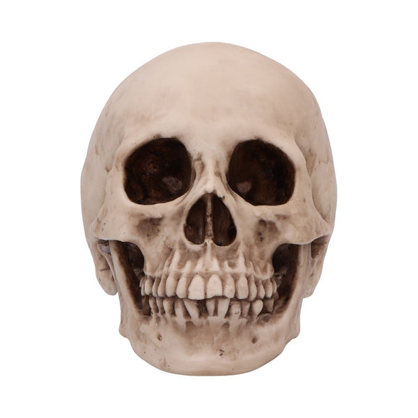 Craniology