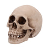 Craniology