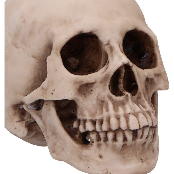 Craniology