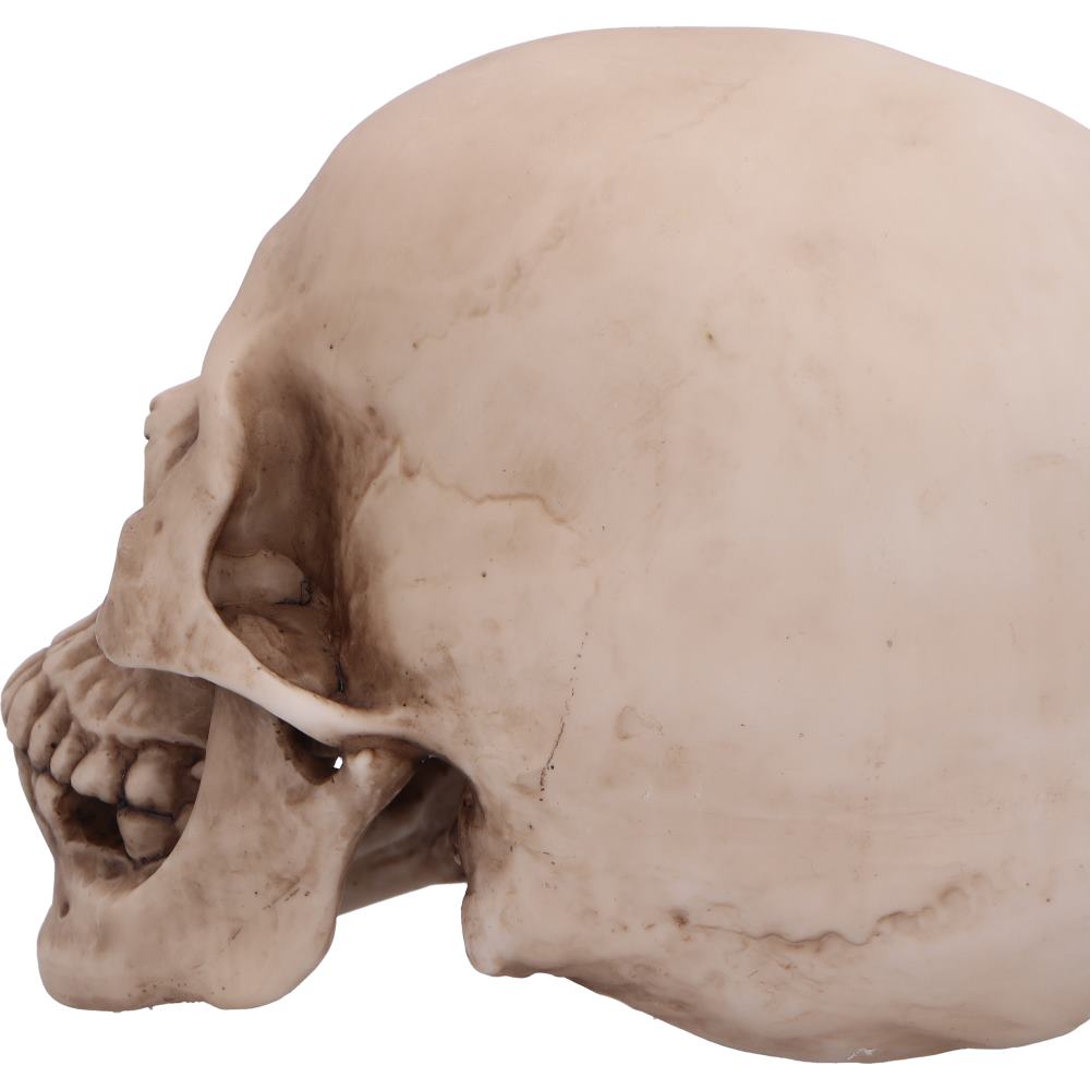 Craniology