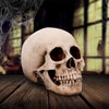 Craniology