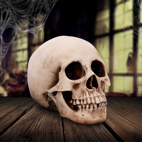 Craniology