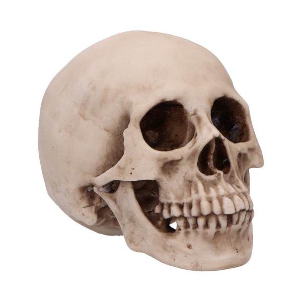 Craniology