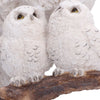 Nest of Love
